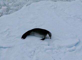 Obraz premium scared crabeater seal on ice floe in antarctic ocean, Antarctica