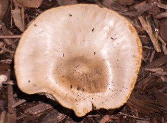 South Florida Urban Nature Photography