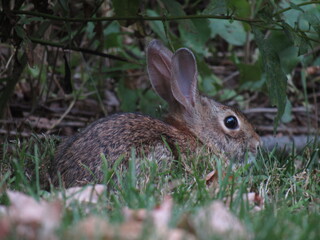 Fototapeta premium rabbit in the grass