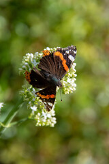 Papillon
