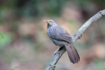 Jungle Babbler or Turdoides Striata with a worm in Thattekkad, Kerala, India