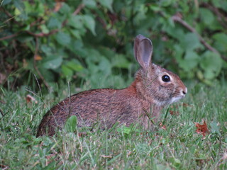 rabbit in the grass