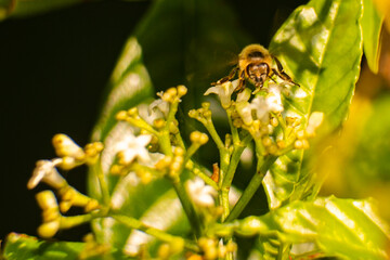 South Florida Urban Nature Photography