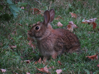 rabbit in the grass