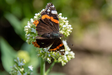 Fototapeta na wymiar Papillon 