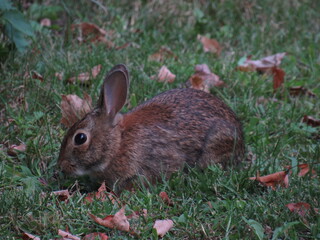 rabbit in the grass