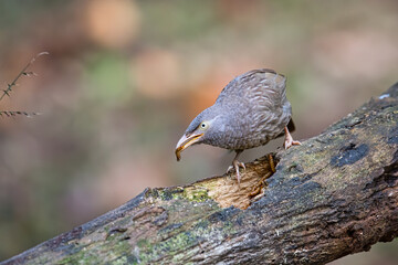 Jungle Babbler or Turdoides Striata with a worm in Thattekkad, Kerala, India