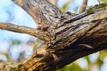 Obraz premium Bark Tree Trunk Detail