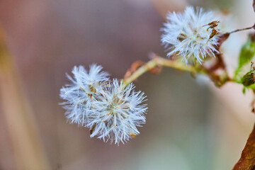 Flowering Dandelion