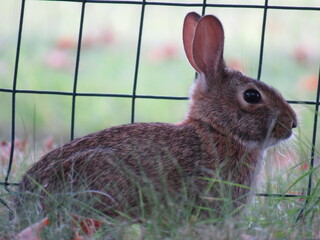 rabbit in the grass