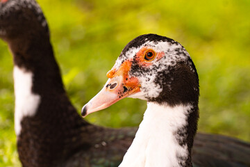 South Florida Urban Nature Photography