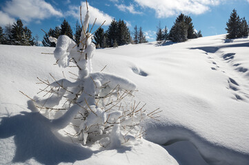 View of winter forest in Altay mountains