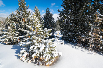 View of winter forest in Altay mountains