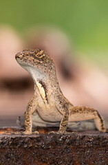 South Florida Urban Nature Photography