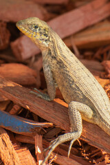 South Florida Urban Nature Photography