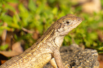 South Florida Urban Nature Photography