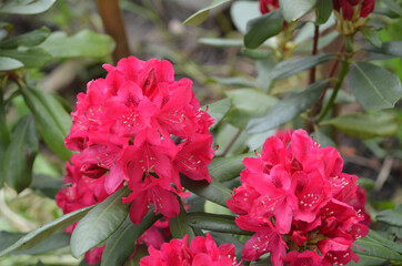 Rhododendron Nova Zembla in garden. Season of flowering azaleas (rhododendron).
