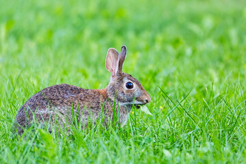 An Eastern Cottontail Rabbit feeding on grass