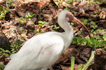 South Florida Urban Nature Photography