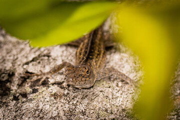 South Florida Urban Nature Photography