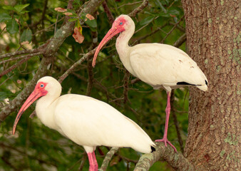 South Florida Urban Nature Photography