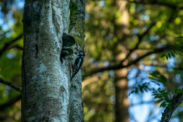 Woodpecker in Beautiful light Woodlands nature reserve in northern Europe, Sweden. 