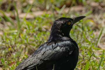 South Florida Urban Nature Photography