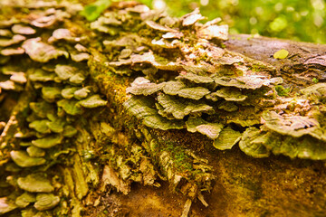 Fungus on Tree Stump