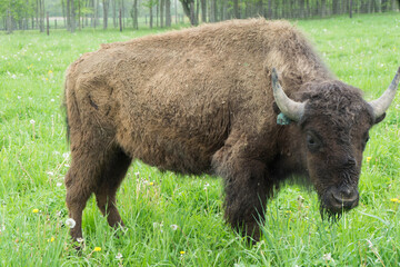 american bison grazing
