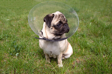 Pug dog while wearing Elizabethan collar in the shape of a cone for protection .
