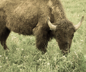 american bison grazing