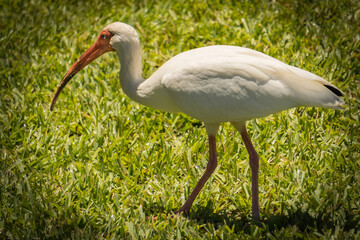 Fototapeta premium South Florida Urban Nature Photography