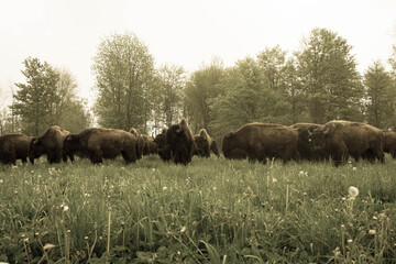 Fototapeta na wymiar american bison