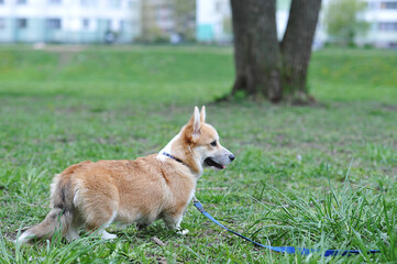 Welsh Corgi Pembroke on a walk-walking along the track on a leash