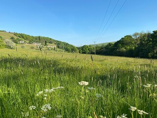 Old meadow land with wild flowers in Shibden Valley, Halifax, UK