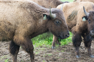 Fototapeta premium american bison grazing