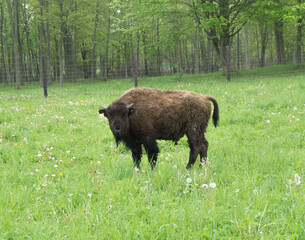 buffalo in the field