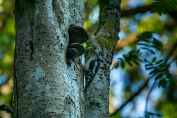 Woodpecker in Beautiful light Woodlands nature reserve in northern Europe, Sweden. 