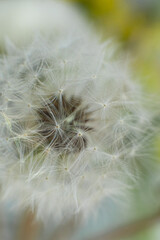 Macrophoto of dandelion umbrellas