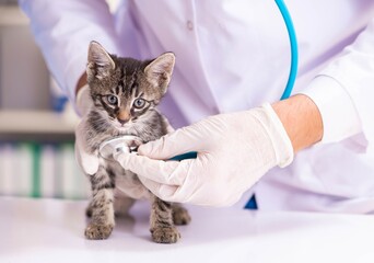 Doctor and assistant in vet clinic checking up kitten