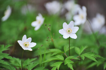 first spring flowers -  bloomed anemone
