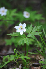 first spring flowers -  bloomed anemone