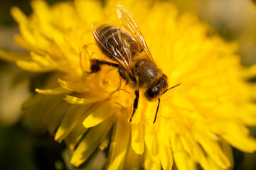 wild bee collecting nectar from a yellow dandelion flower