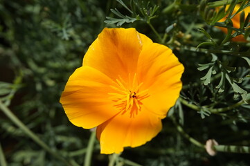 pavot de californie fleuri au jardin