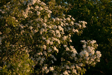 white flowering hawthorn bush in spring