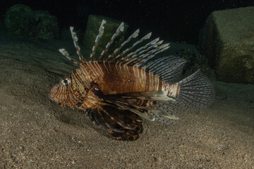 Lion fish in the Red Sea colorful fish, Eilat Israel

