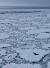 crabeater seal on ice floe at edge of pack ice in antarctic ocean, Antarctica