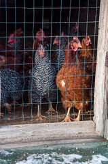Chickens in winter coop, these hens are behind a cage pen, some brown some black and white, rural bird scene. © Valerie Garner
