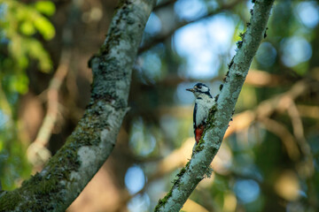 Woodpecker in Beautiful light Woodlands nature reserve in northern Europe, Sweden. 