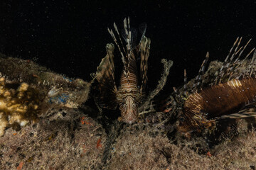Lion fish in the Red Sea colorful fish, Eilat Israel
